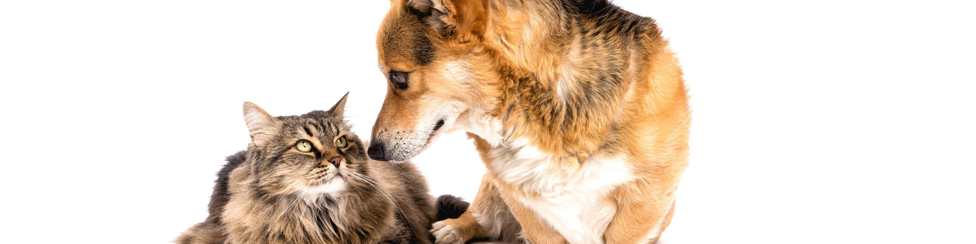 A tabby cat and a German Shepherd mix dog are sitting close to each other on a white background. The cat, with long fur and green eyes, looks up at the dog. The dog, with tan and black fur, looks down at the cat, seemingly sharing a calm moment together.