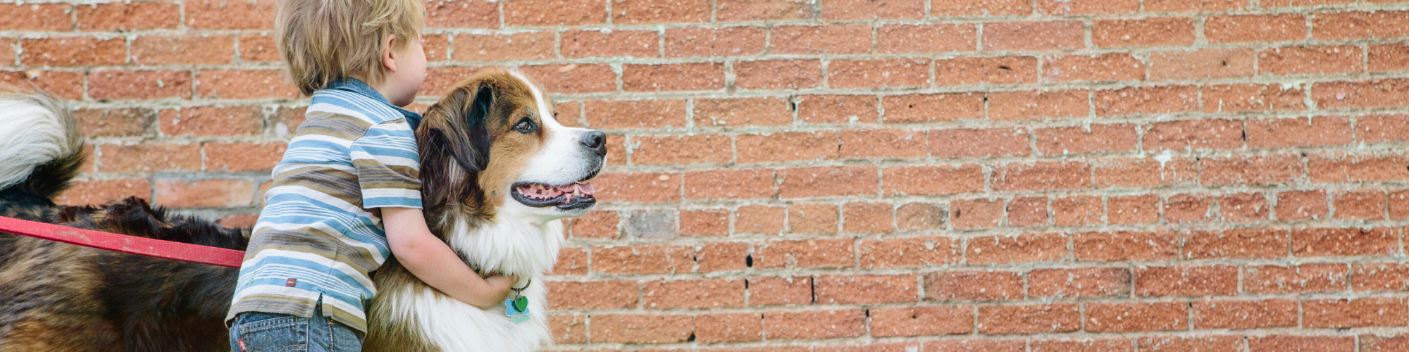 A young child wearing a striped shirt and jeans hugs a large St. Bernard dog on a red leash. They are standing in front of a brick wall, with the dog's tongue out and child’s face partially visible, looking joyful.