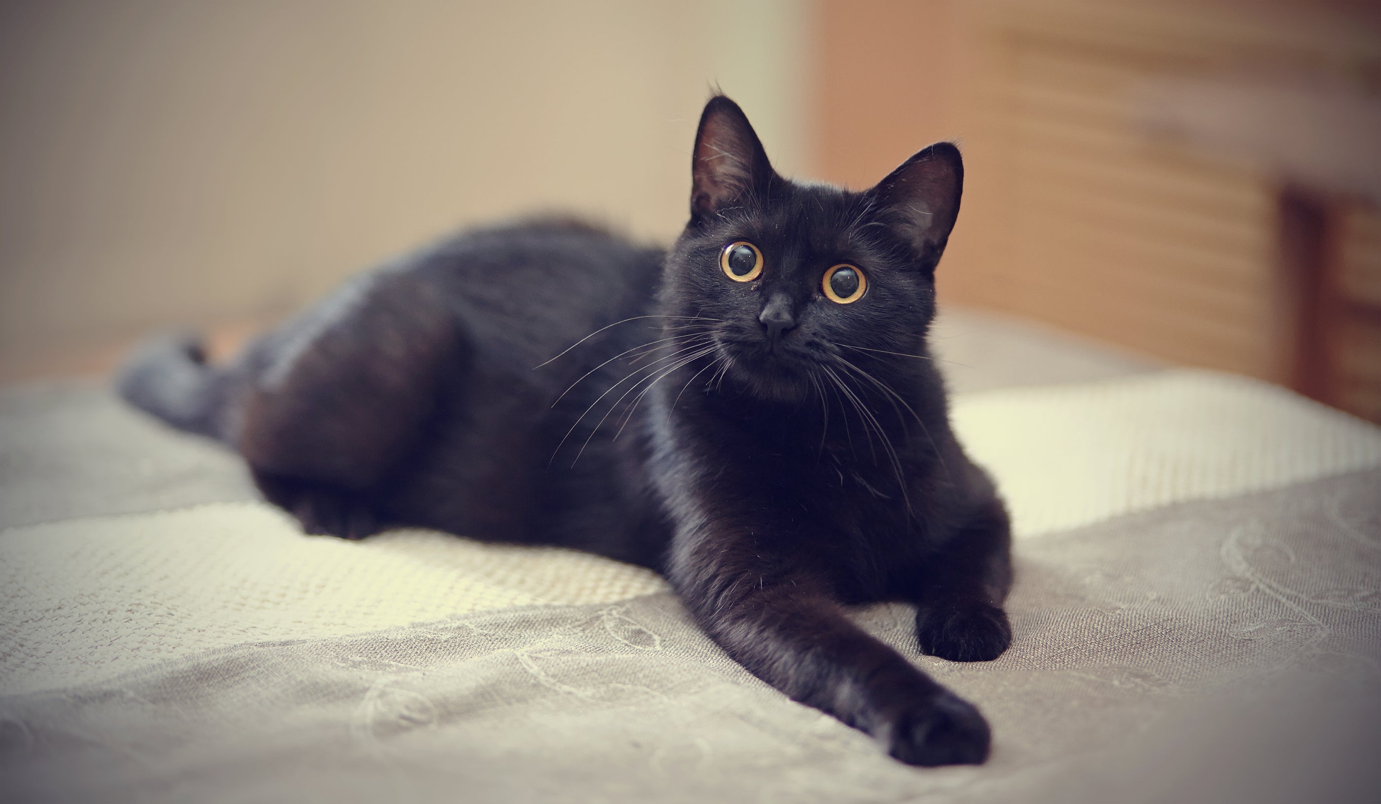 A black cat with yellow eyes lying on a bed, close up of eyes and ears.