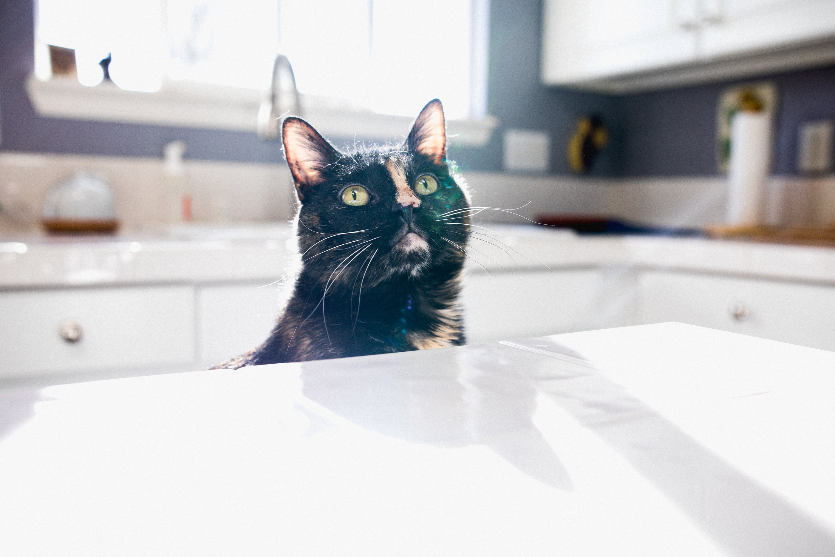 A cat looking at the camera with a close-up of an eye and ear.