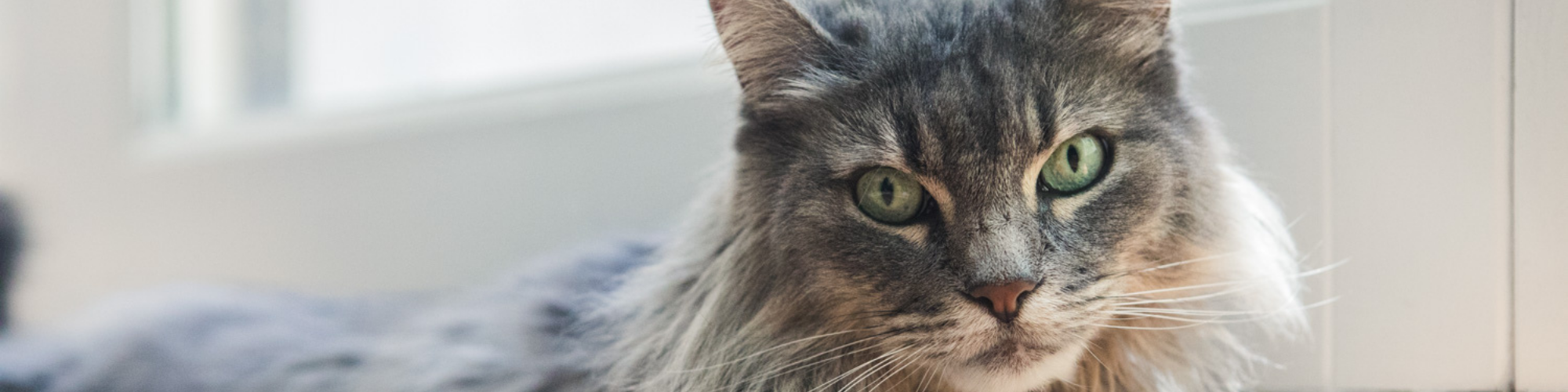 Can my cat eat fruit Clearance
