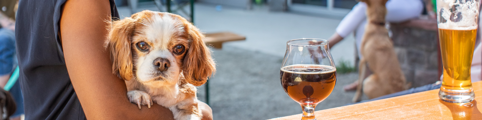 A person holds a small brown and white dog while sitting at an outdoor table. There is a glass of dark beer in front of the dog. In the background, another person pets a larger brown dog. Another glass of beer is visible on the right side of the image.