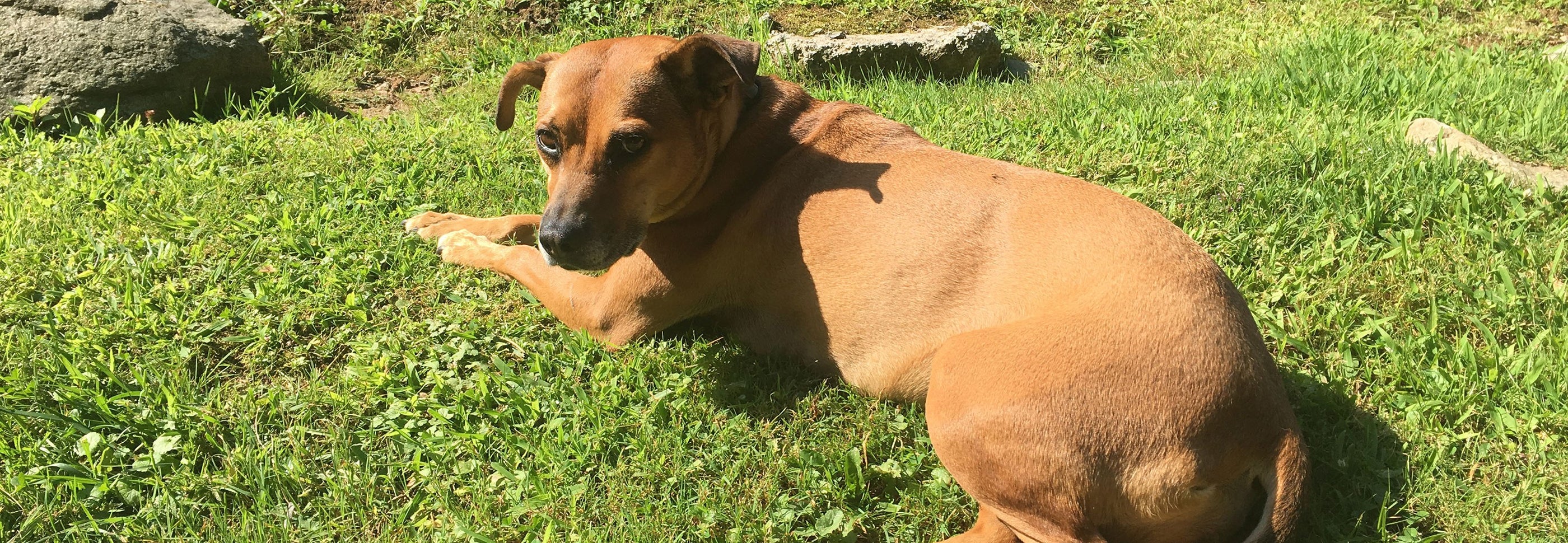 A dog lying in grass, close-up of dog's nose and back.