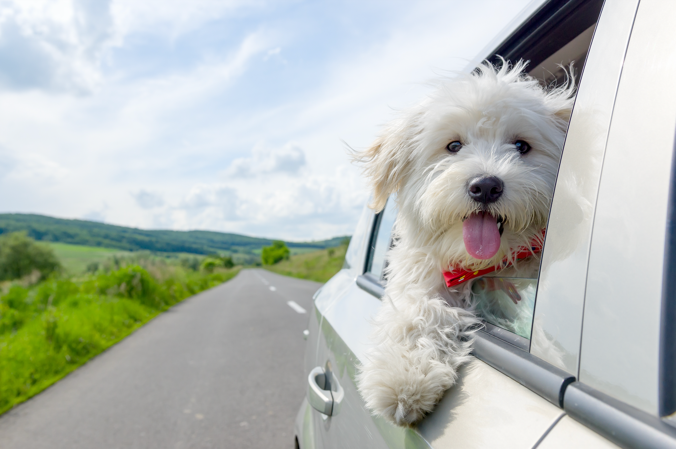 Dog with tongue out of car window, looking happy and curious.