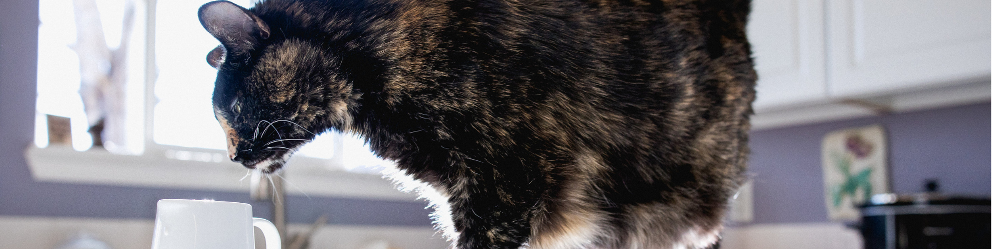 A tortoiseshell cat curiously sniffs the rim of a white mug on a kitchen counter. Sunlight filters through a window in the background, casting a warm glow over the scene. The cat’s fur pattern is a mix of black, brown, and orange.