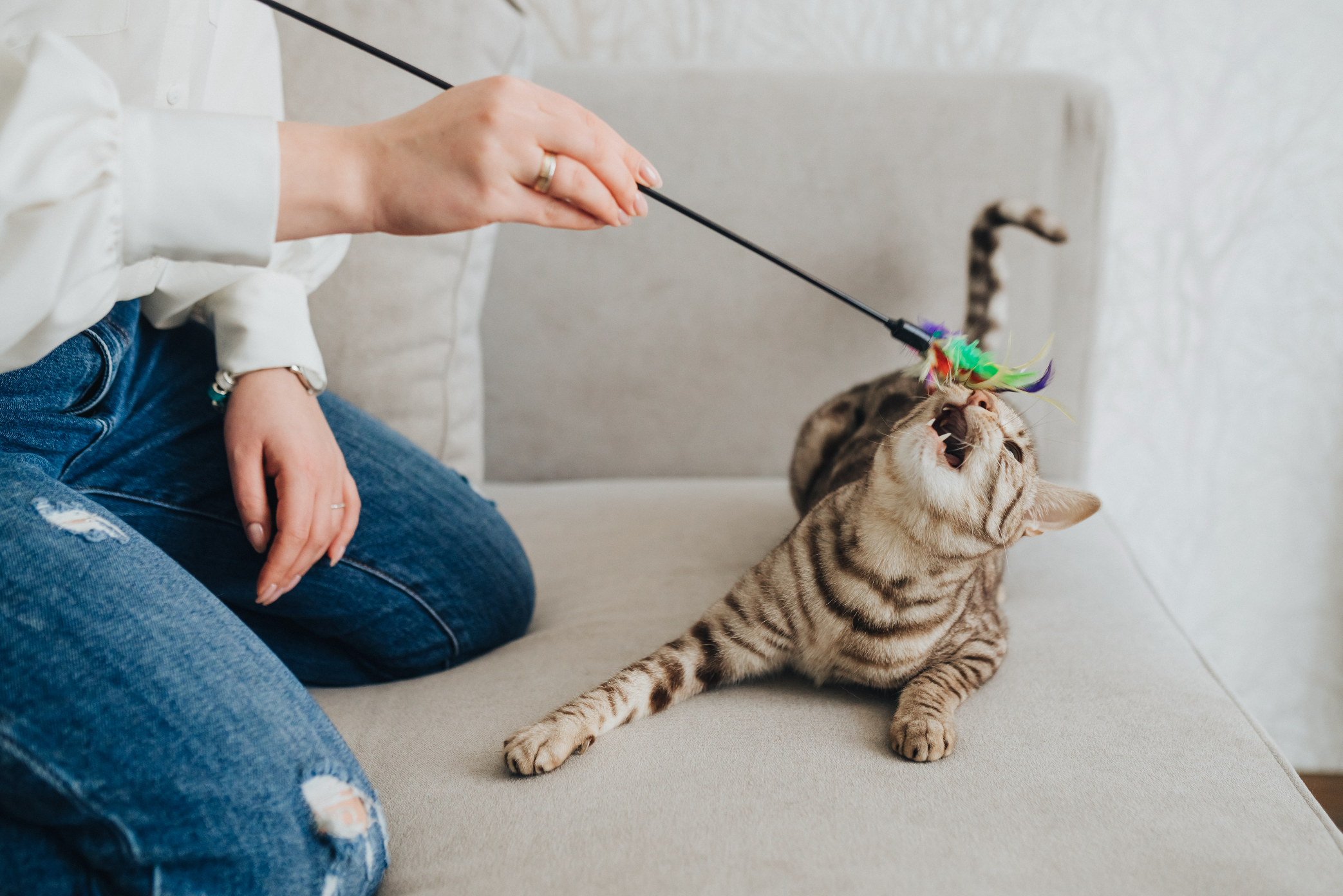 A cat playing with a toy on a couch next to a person.