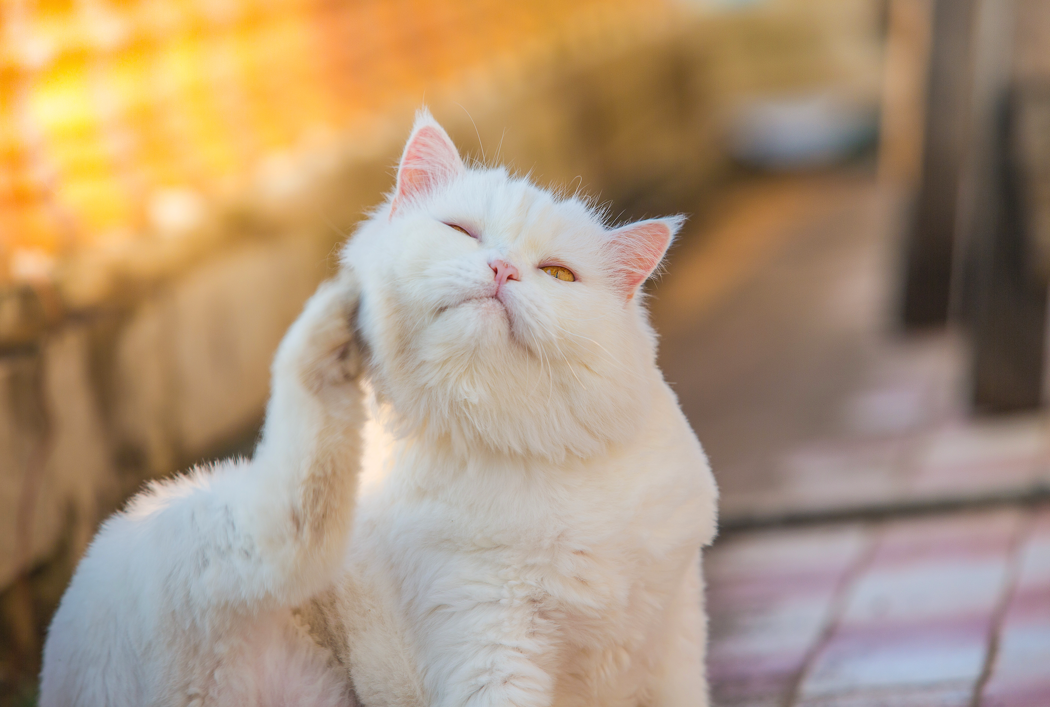 A white cat with its paw on its head.
