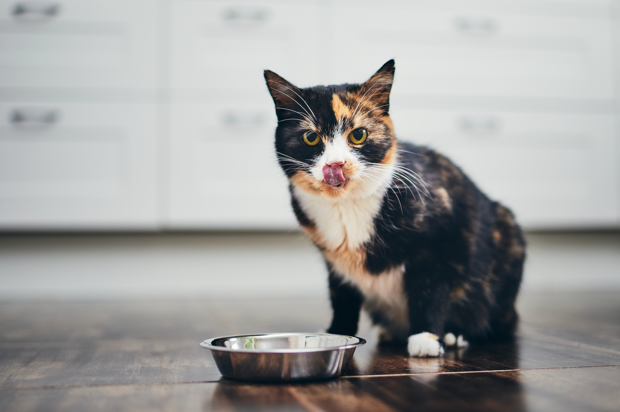 A cat licking its lips by a bowl, close up.