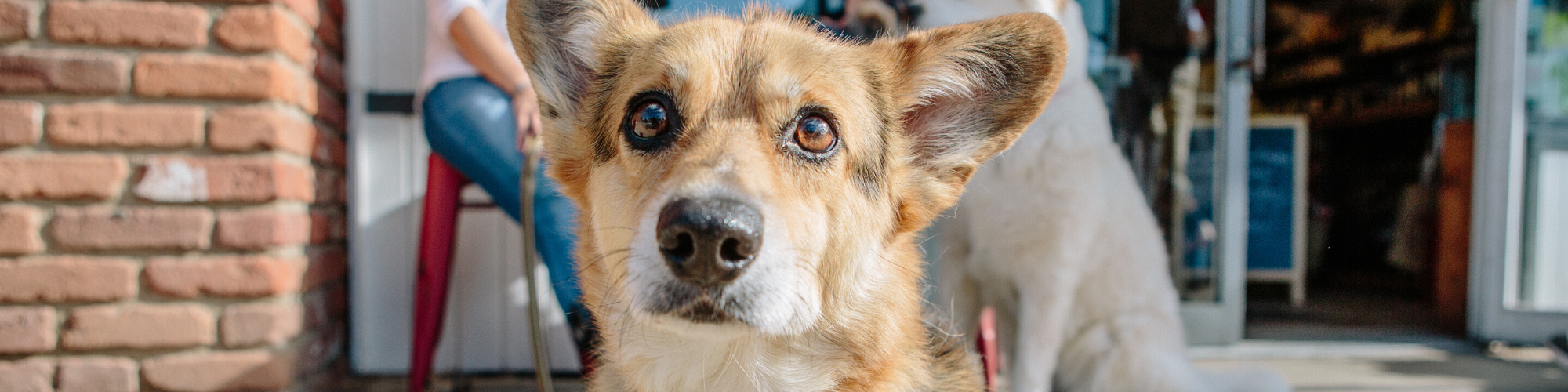Close-up shot of a brown and white dog with large ears looking directly at the camera. In the background, a person sits on a chair beside a brick wall, and another dog can be seen partially out of focus near a building entrance.