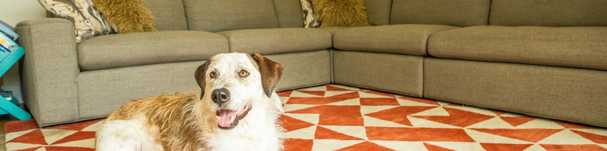 A brown and white dog is sitting on a red and white geometric patterned rug in a living room. The dog is looking at the camera with its mouth open, appearing happy. In the background, there is a grey sectional sofa with greenish-brown cushions.