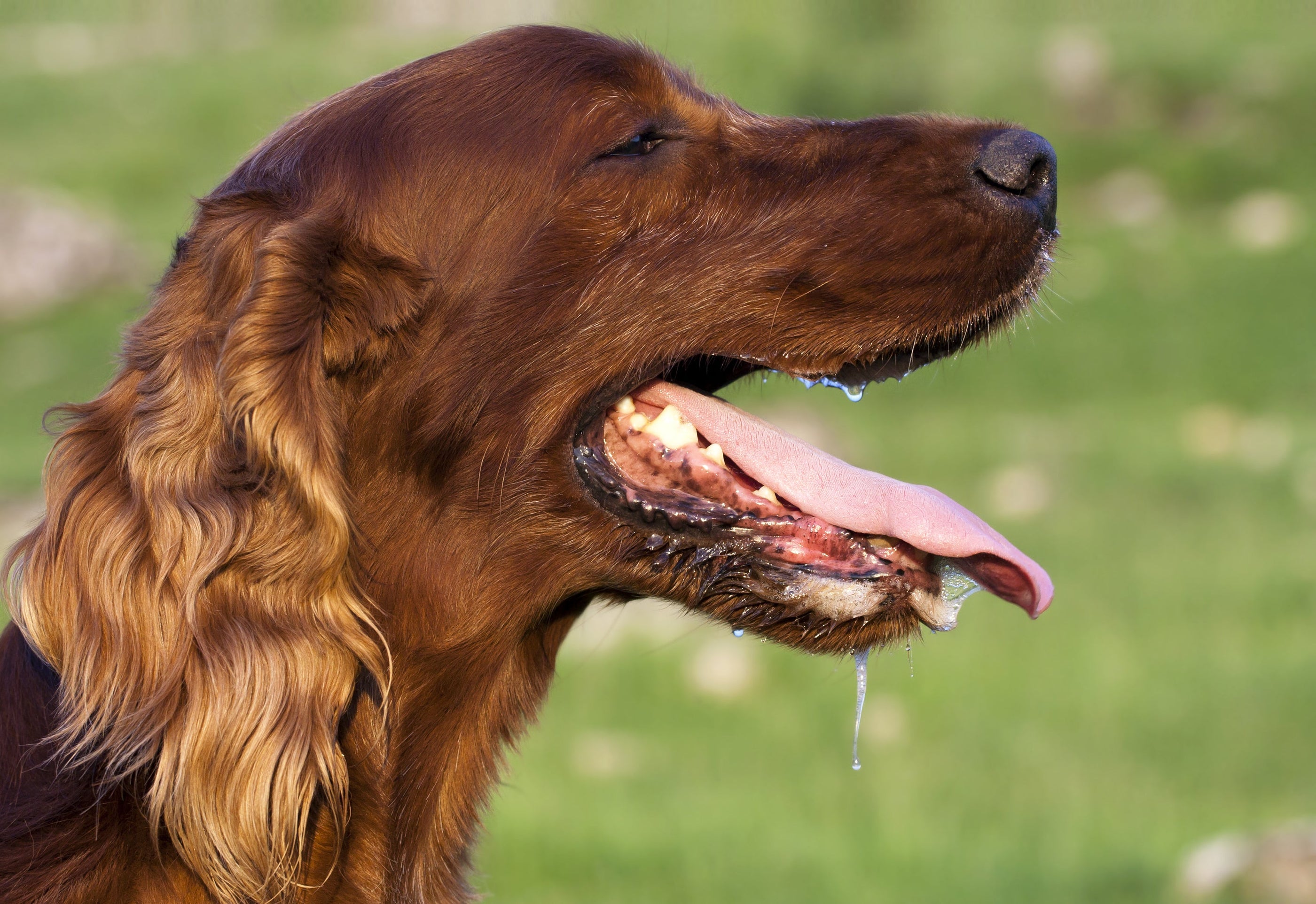 A dog with mouth open and tongue sticking out, water dripping off its face, and close-up of eye and nose.