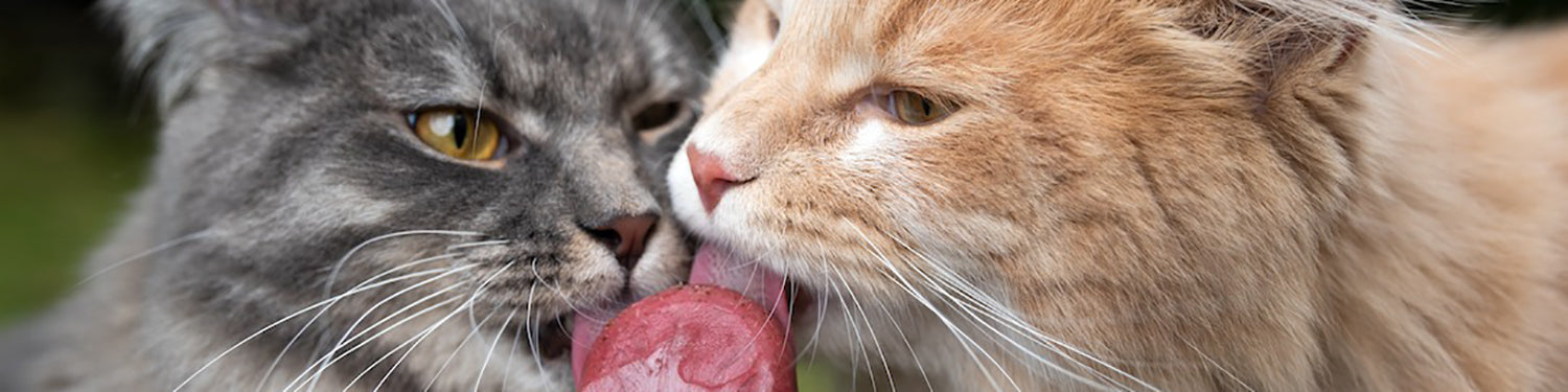 Two cats enjoying a popsicle