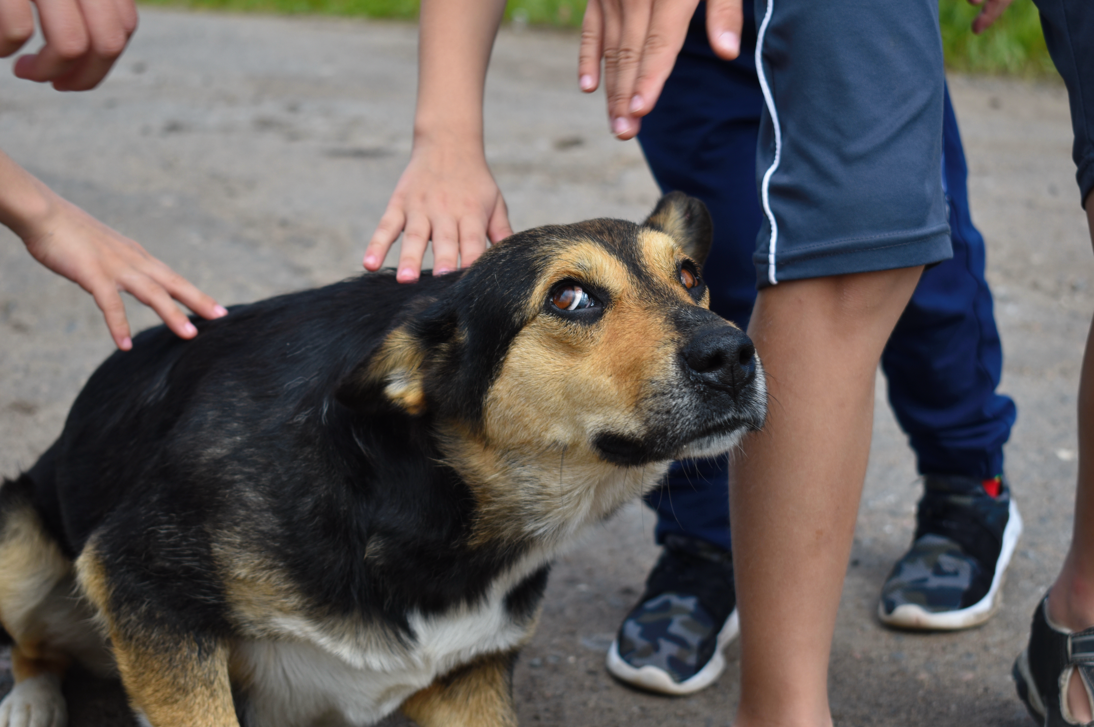 A dog being petted by people, with hands on its back, looking at someone's leg.