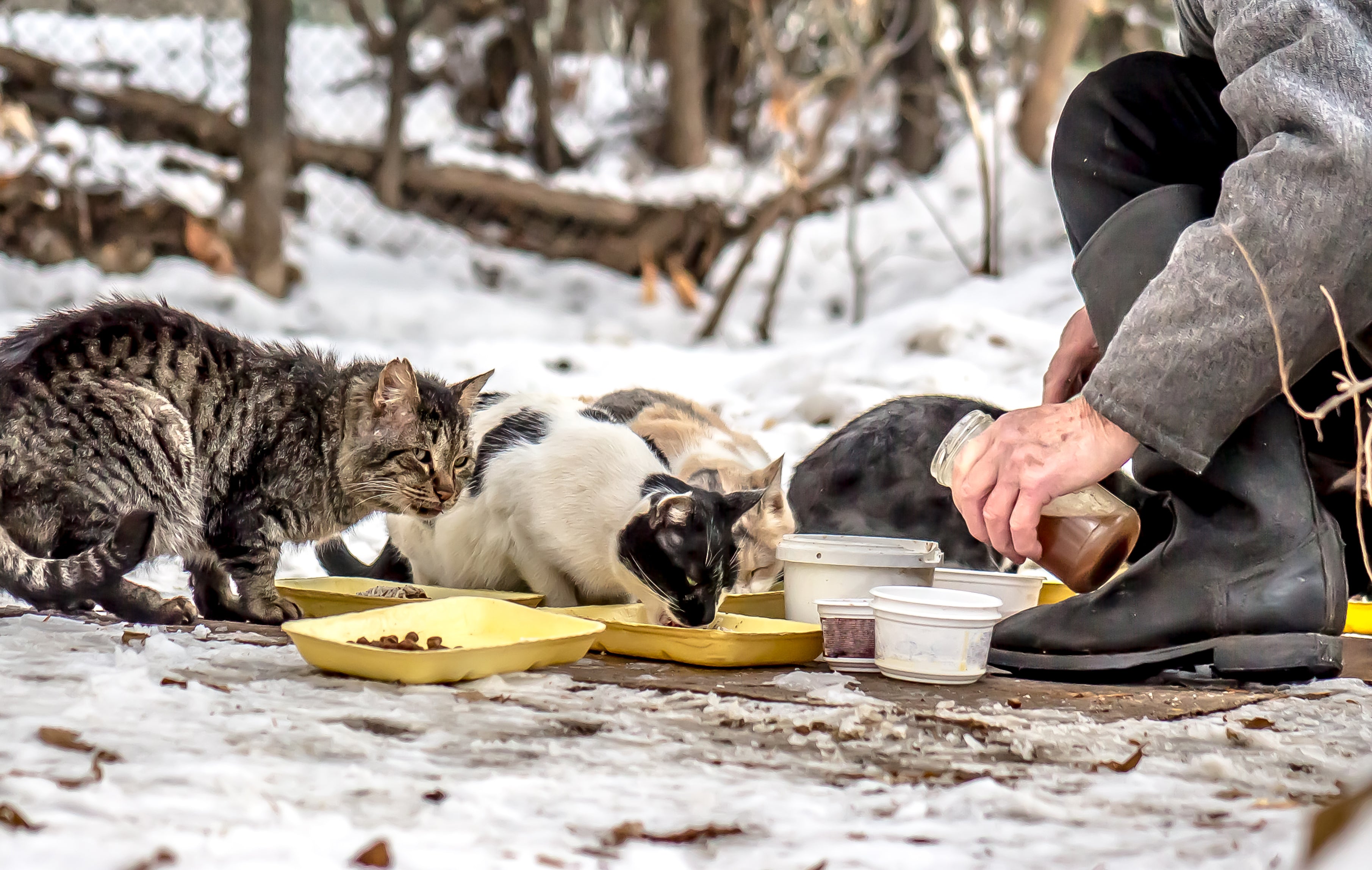 Feeding stray outlet kittens