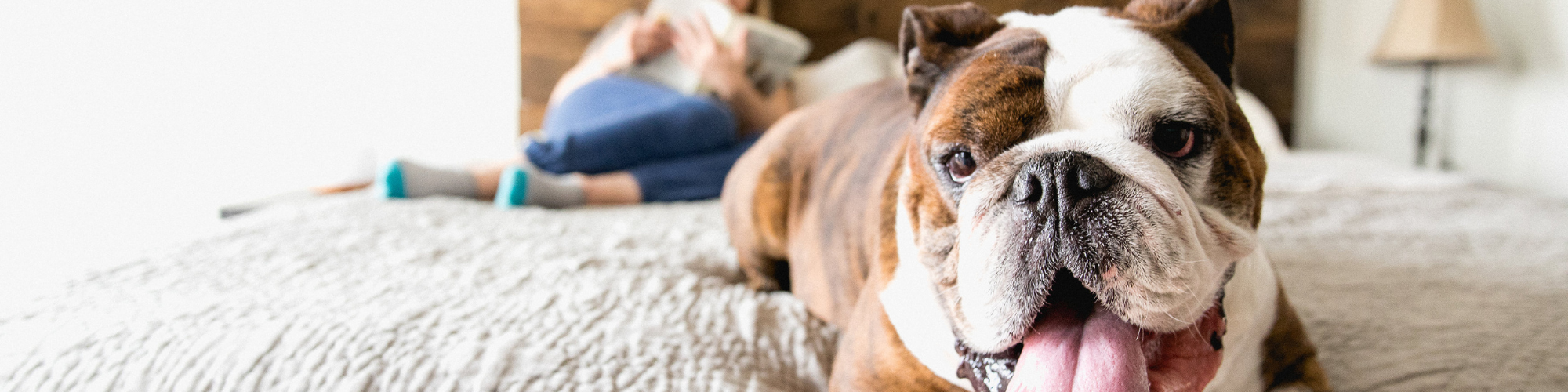A bulldog lies on a bed with its tongue out, looking at the camera. In the blurred background, a person is sitting on the bed, holding a tablet or book.