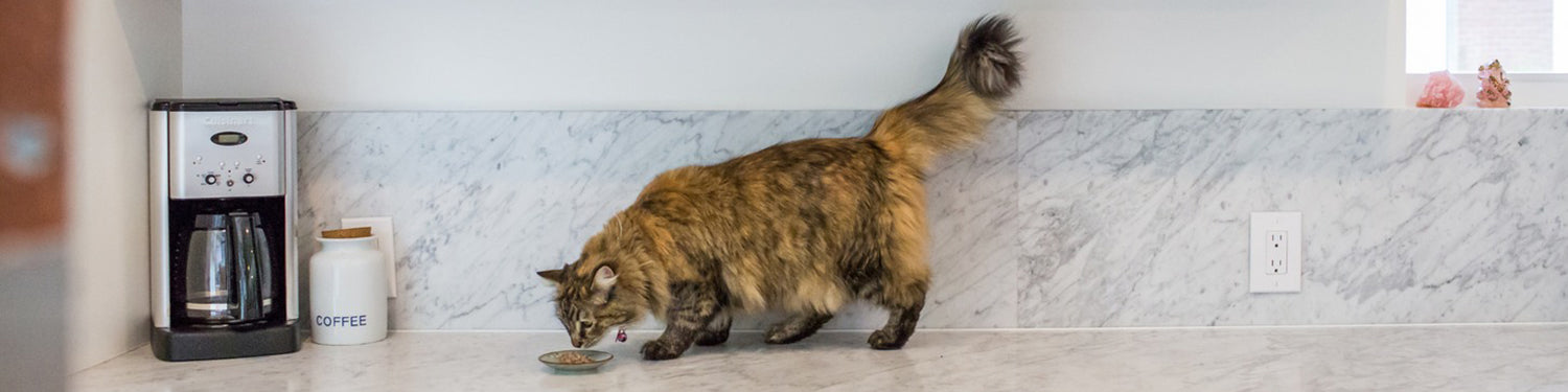 A cat standing on a marble kitchen counter eating wet cat food from a small dish.