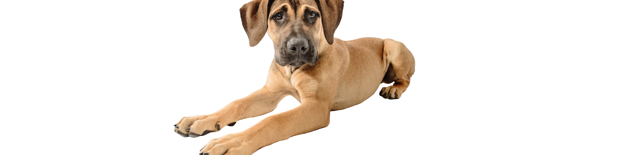 A young, light brown dog with a short coat and floppy ears is lying down on a white background. The dog's front paws are extended in front, and it has a calm, attentive expression.