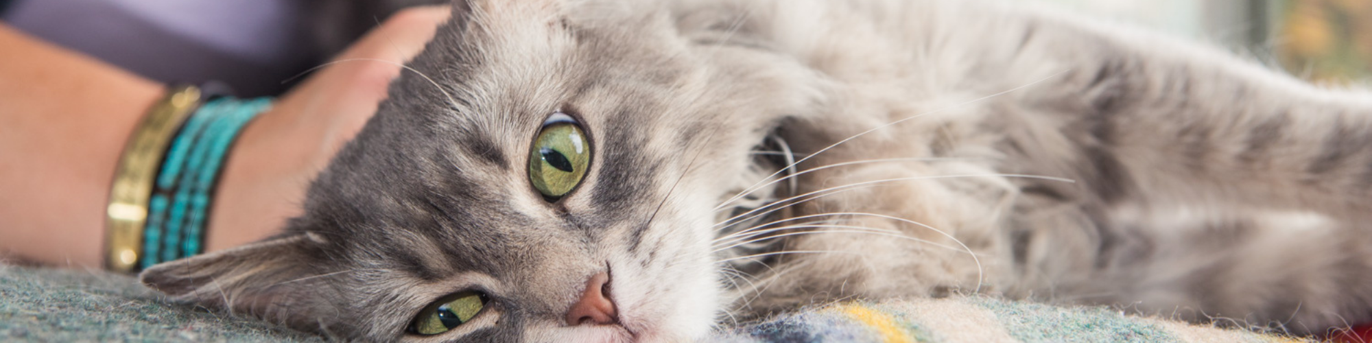A fluffy grey cat with green eyes relaxes on a blanket, looking towards the camera. A person's arm, adorned with several turquoise and gold bracelets, is gently resting on the cat.