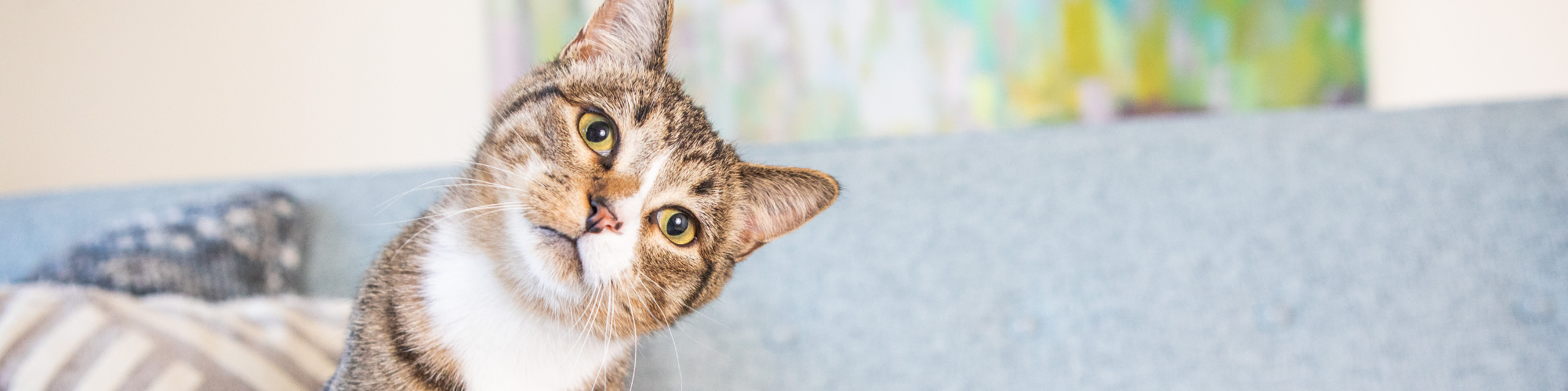 A tabby and white cat with a curious expression tilts its head to the side while sitting on a blue couch. In the background, there is a colorful abstract painting on the wall.