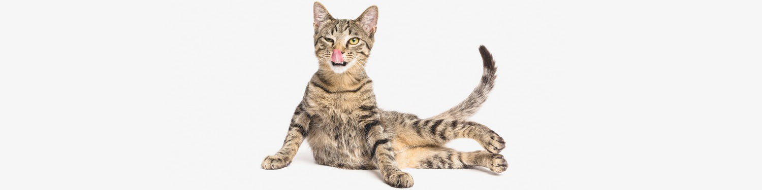 A tabby cat sits on the floor licking its nose with its tongue. The background is plain white.