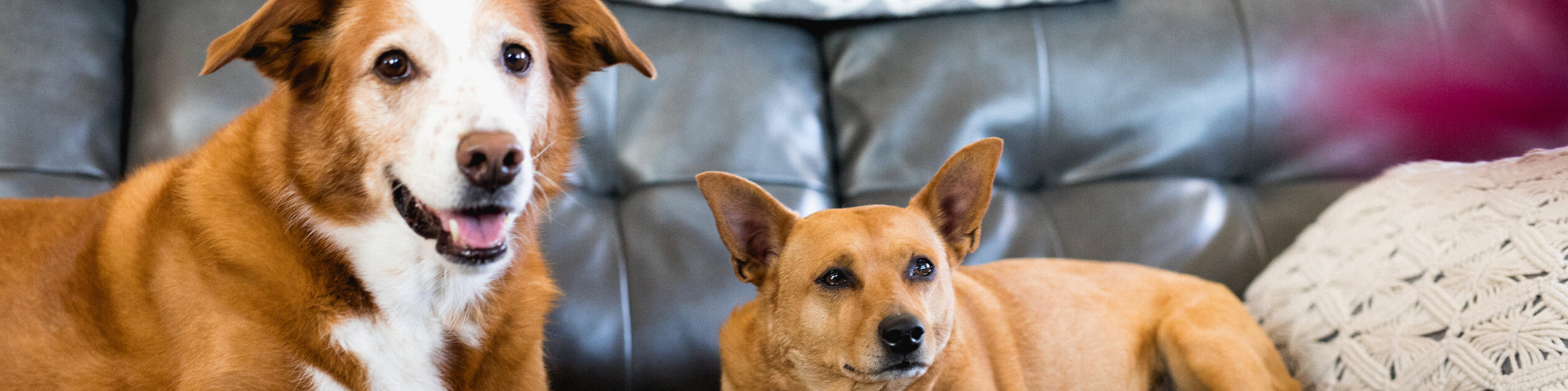 Pet Safety Tips for the Holidays