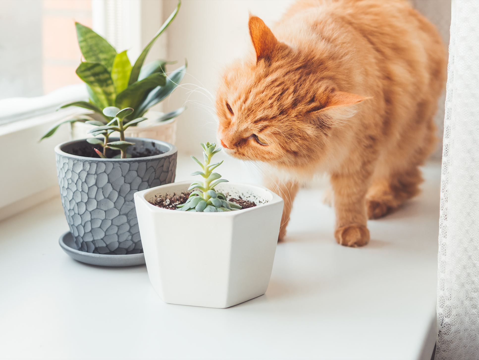 A cat sniffing a plant in a flowerpot.