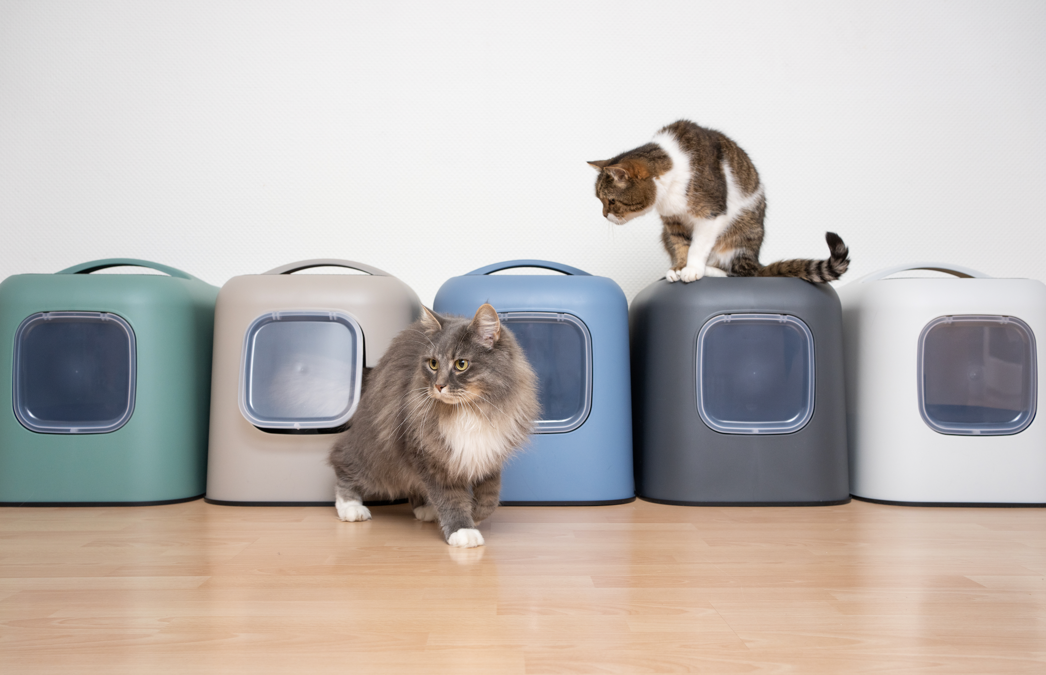 A cat near various containers in different poses.