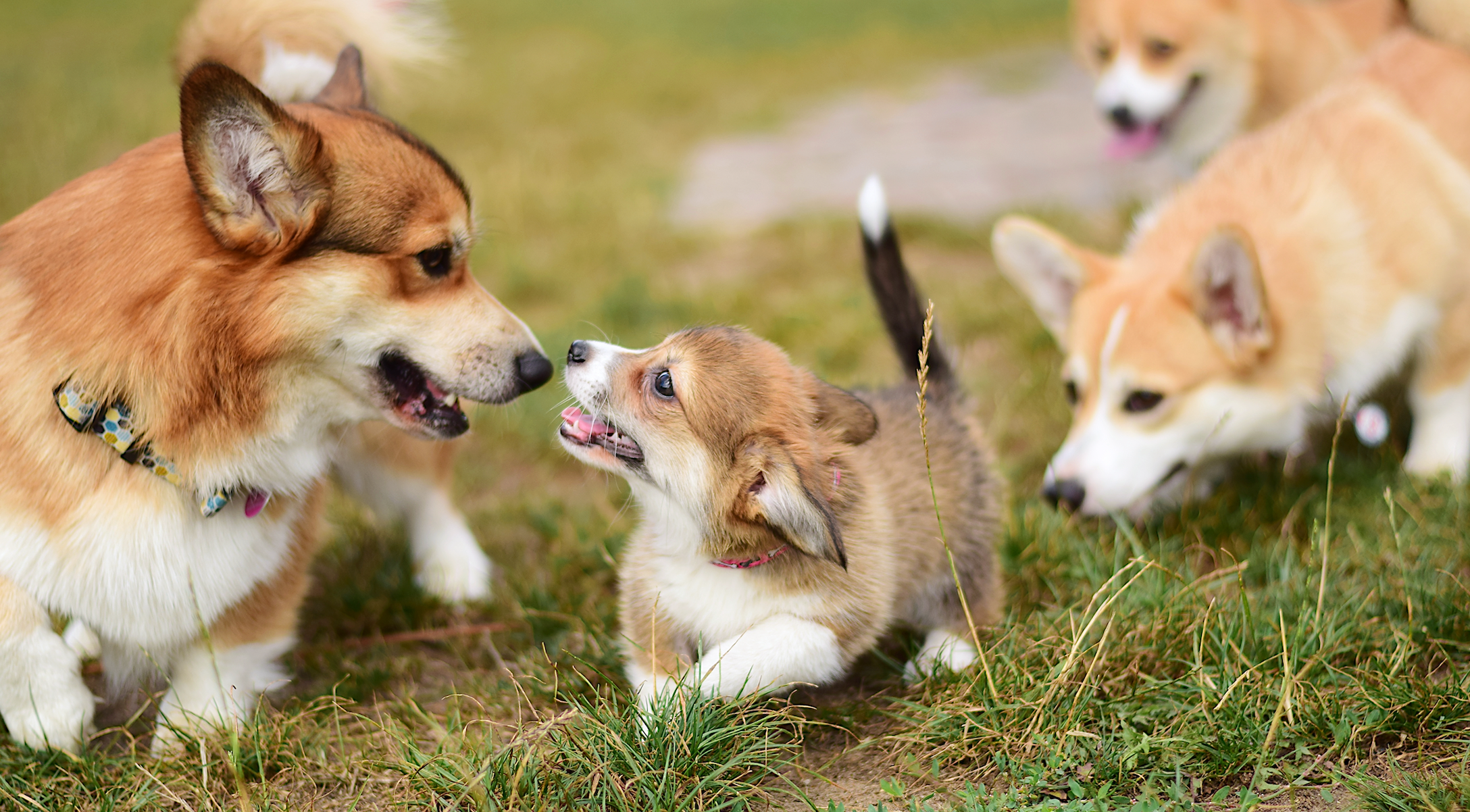 Dogs playing outdoors in grassy field.