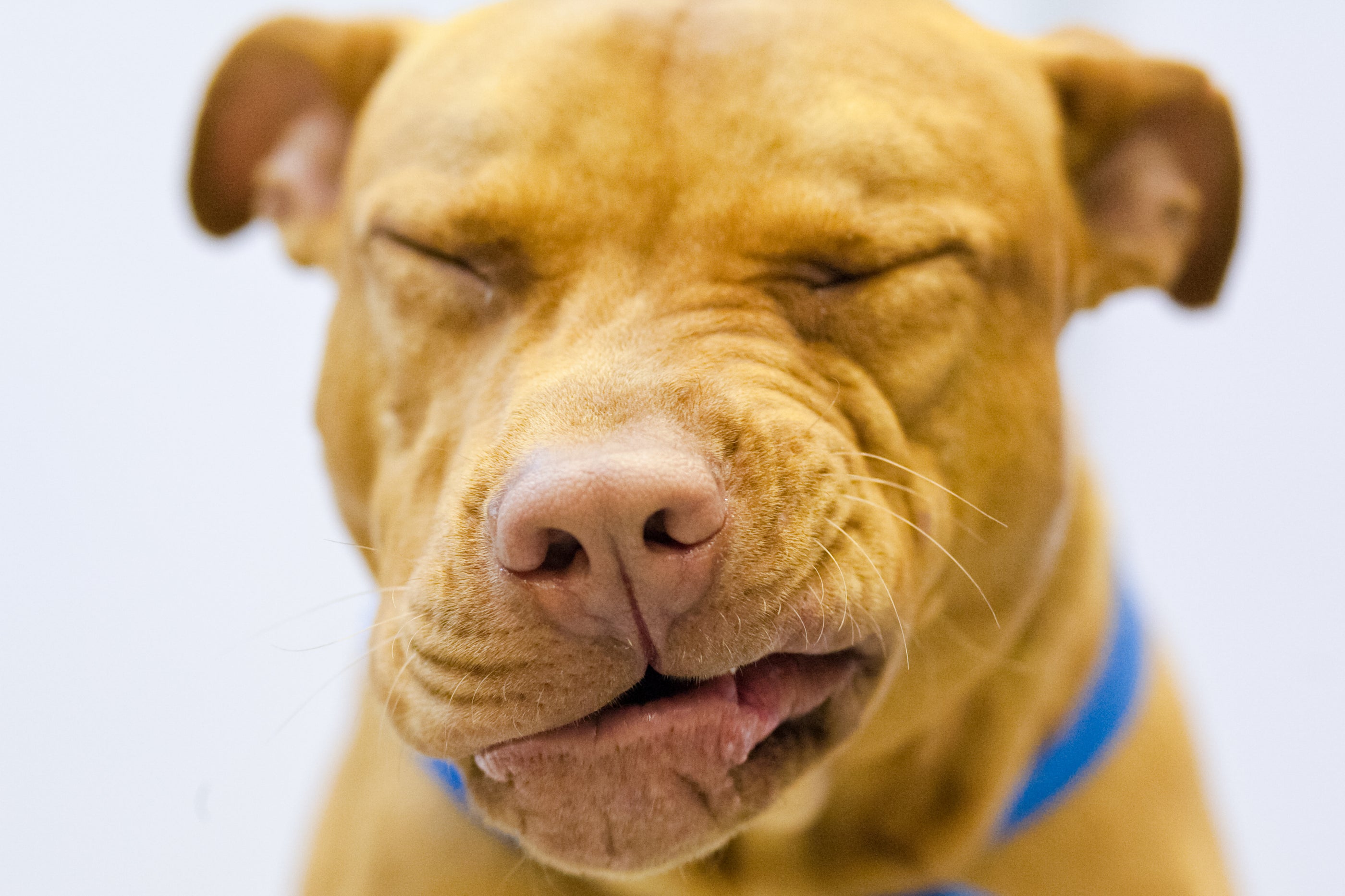 Close-up of a dog's snout with collar.