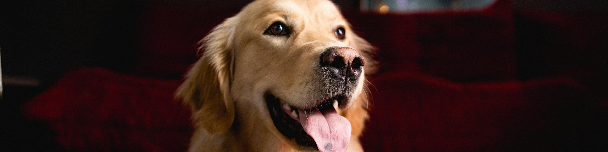 A close-up photo of a golden retriever with its mouth open and tongue hanging out. The dog has a friendly expression and appears to be looking upwards. The background is dimly lit with a hint of a red object behind the dog.