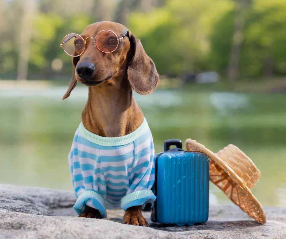 A dog in a shirt and sunglasses, with a blue suitcase and a straw hat.