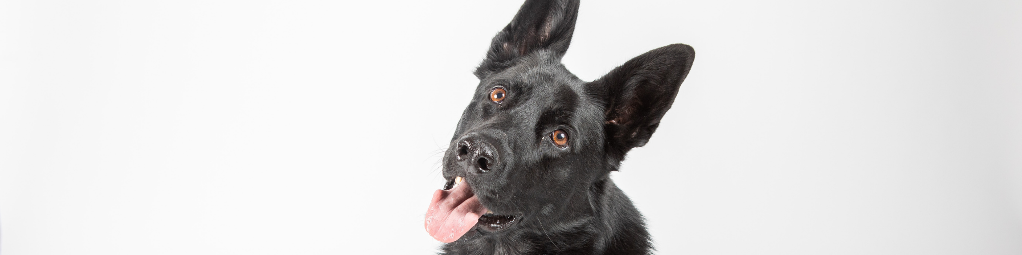 A black German Shepherd dog with pointed ears and brown eyes tilts its head and sticks out its tongue. The background is a plain white.