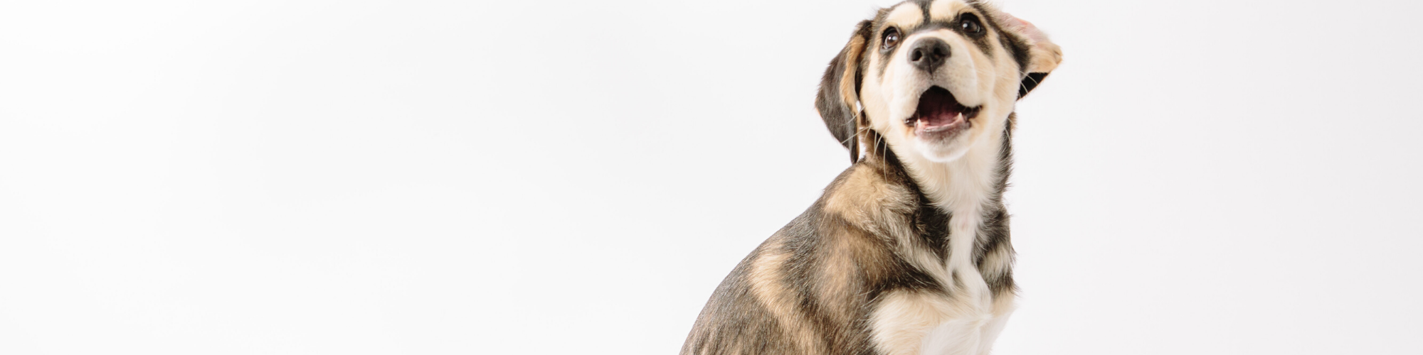 A happy, young mixed-breed puppy with a predominantly brown, black, and white coat sits against a plain white background, looking off to the side with its mouth open in a joyful expression.