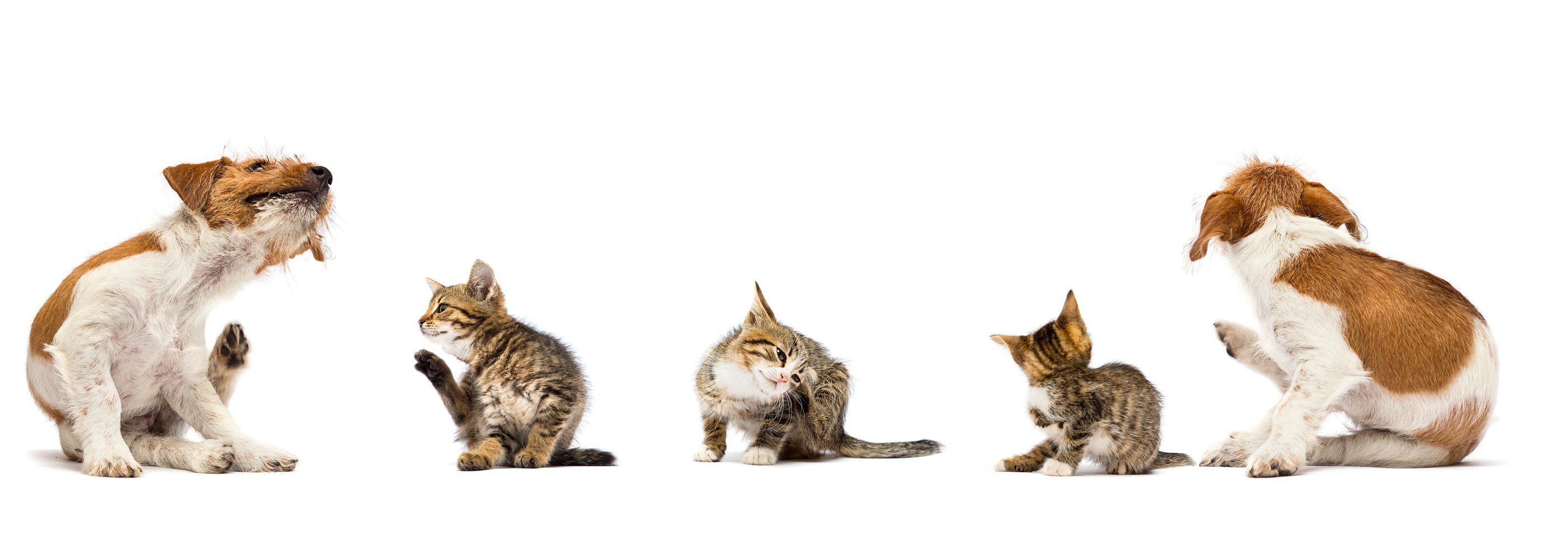 A group of kittens and a dog in playful poses.