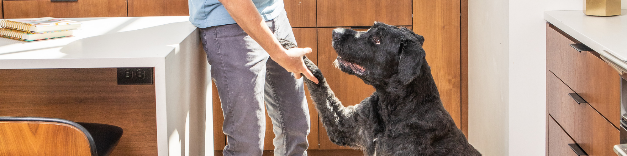 Can My Dog Eat: Summer Fruits & Vegetables