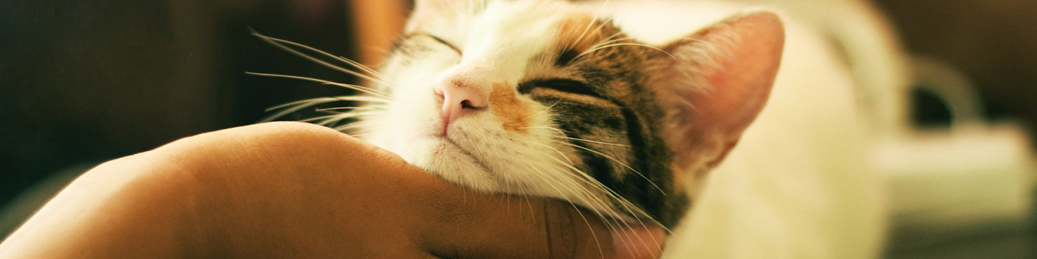 A brown and white cat receives scritches from an outstretched hand.
