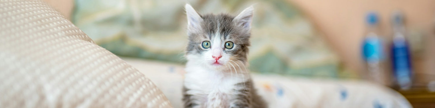 Grey and white kitten sits on an unmade bed.