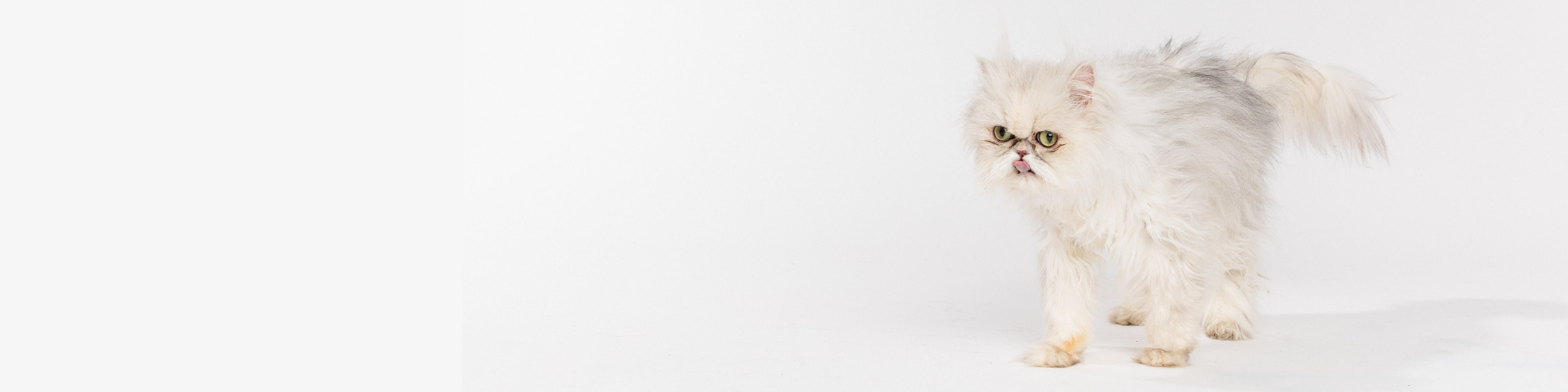 A fluffy white Persian cat with a grumpy expression is standing on a plain white background. The cat's fur is long and unkempt, with a slight greyish hue on its back and tail. The cat's yellow-green eyes are wide open, adding to its displeased look.