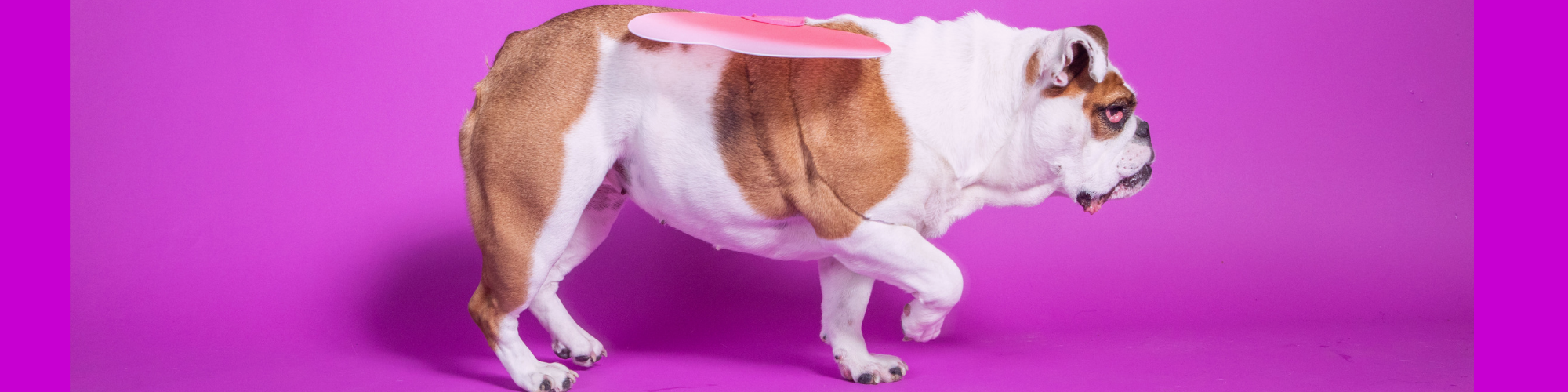 A brown and white bulldog with a pink frisbee balanced on its back walks sideways against a bright pink background.