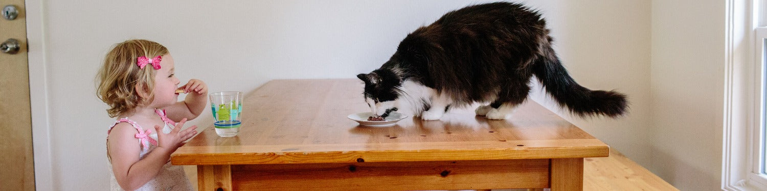 A fluffy black and white cat eats from a small dish on a wooden table as a child looks on.