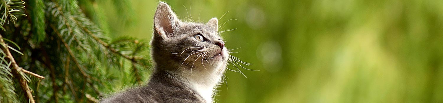 Kitten looking up at the edge of a thicket
