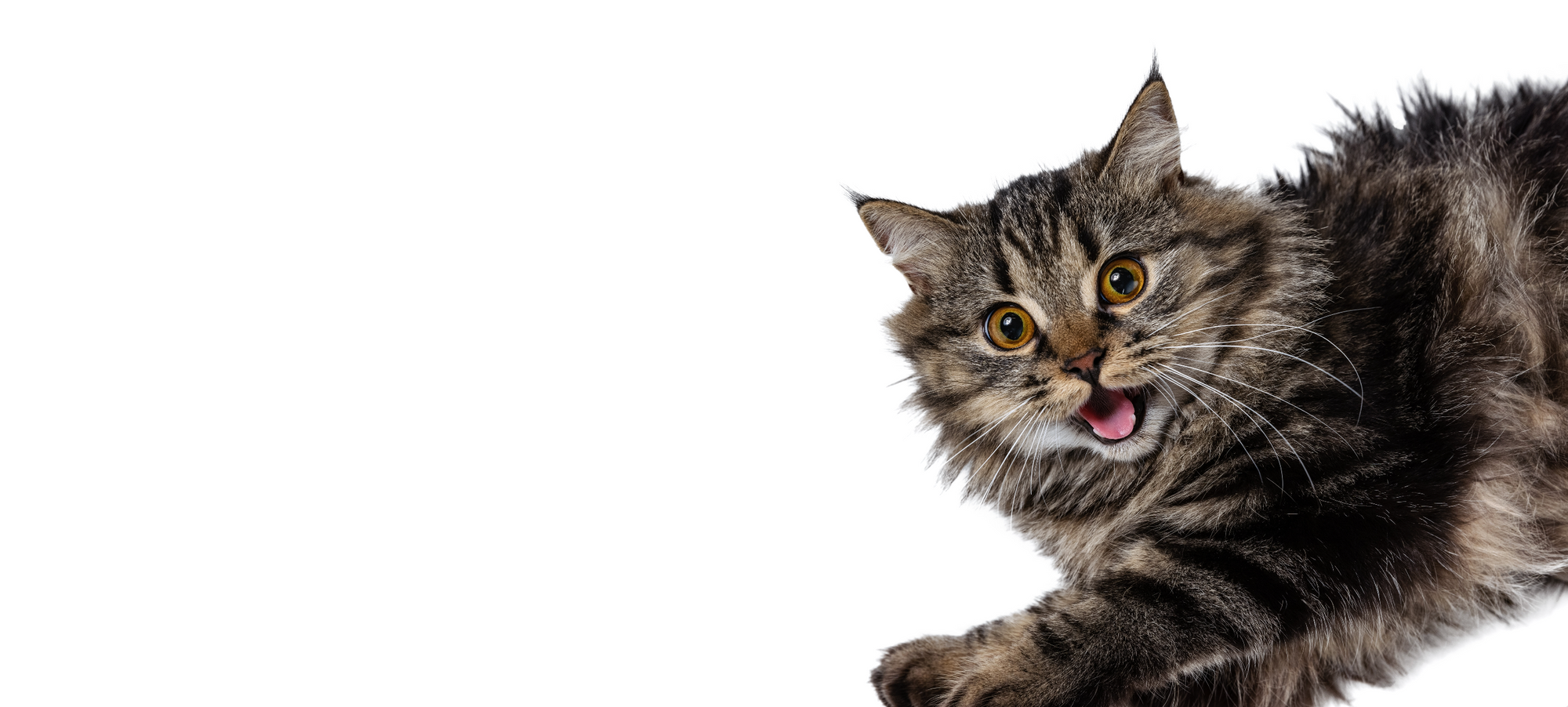 Cat sounds: what miaowing, purring and hissing really mean