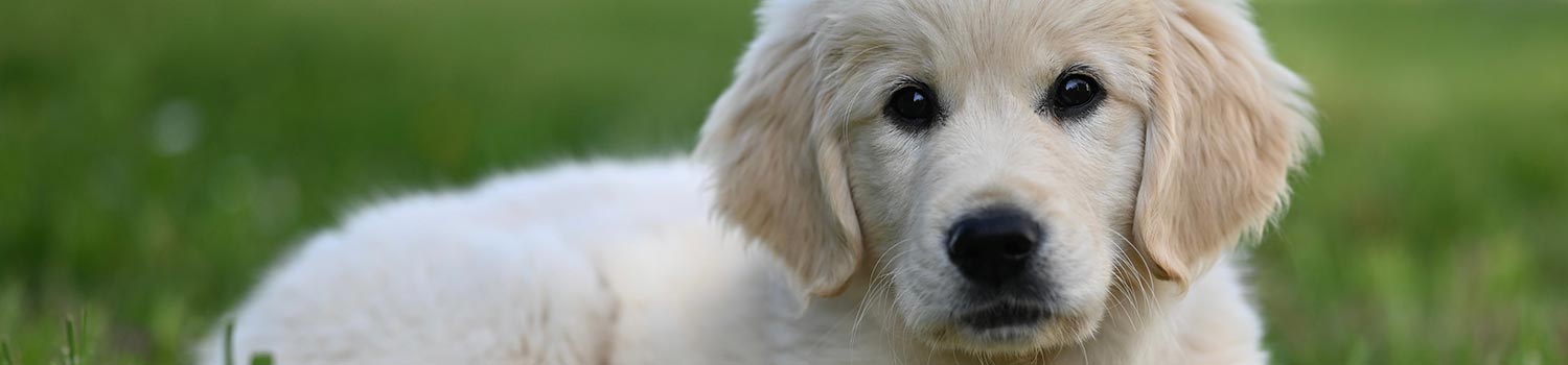 Puppy lying in a field of grass