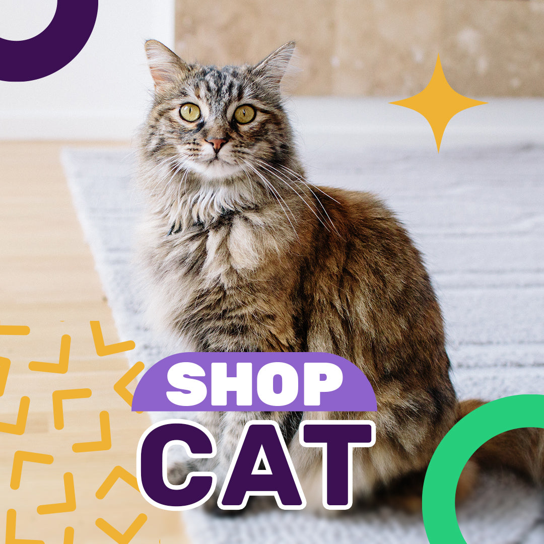 Cat shop outlet near me