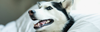 A husky dog with mouth open, nose, teeth, and eyes in close-up view.