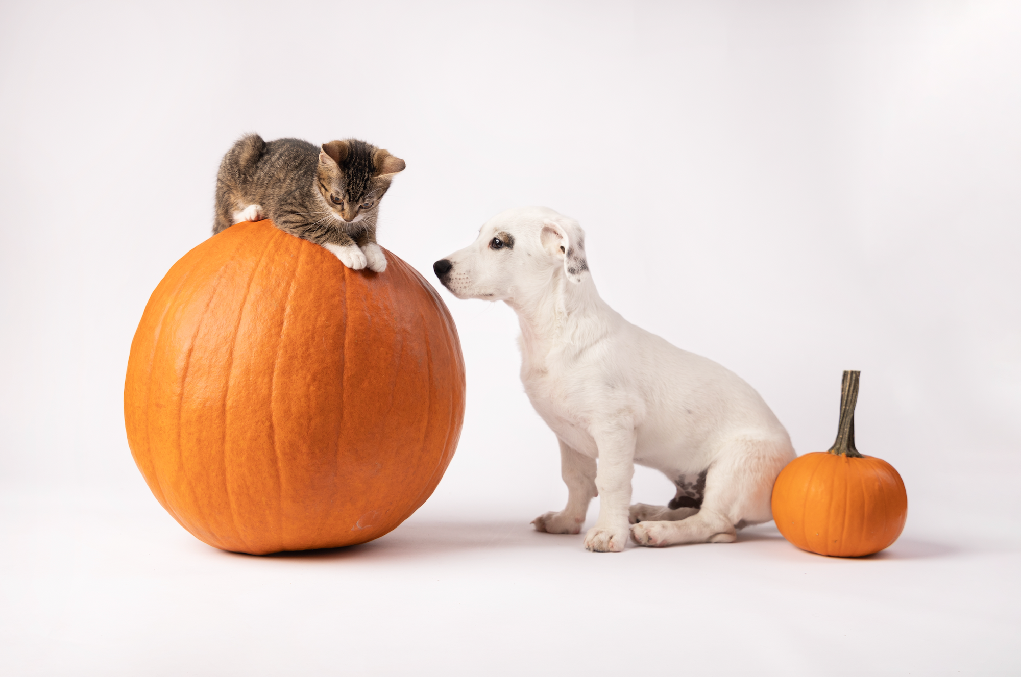 A cat and a dog with a pumpkin.