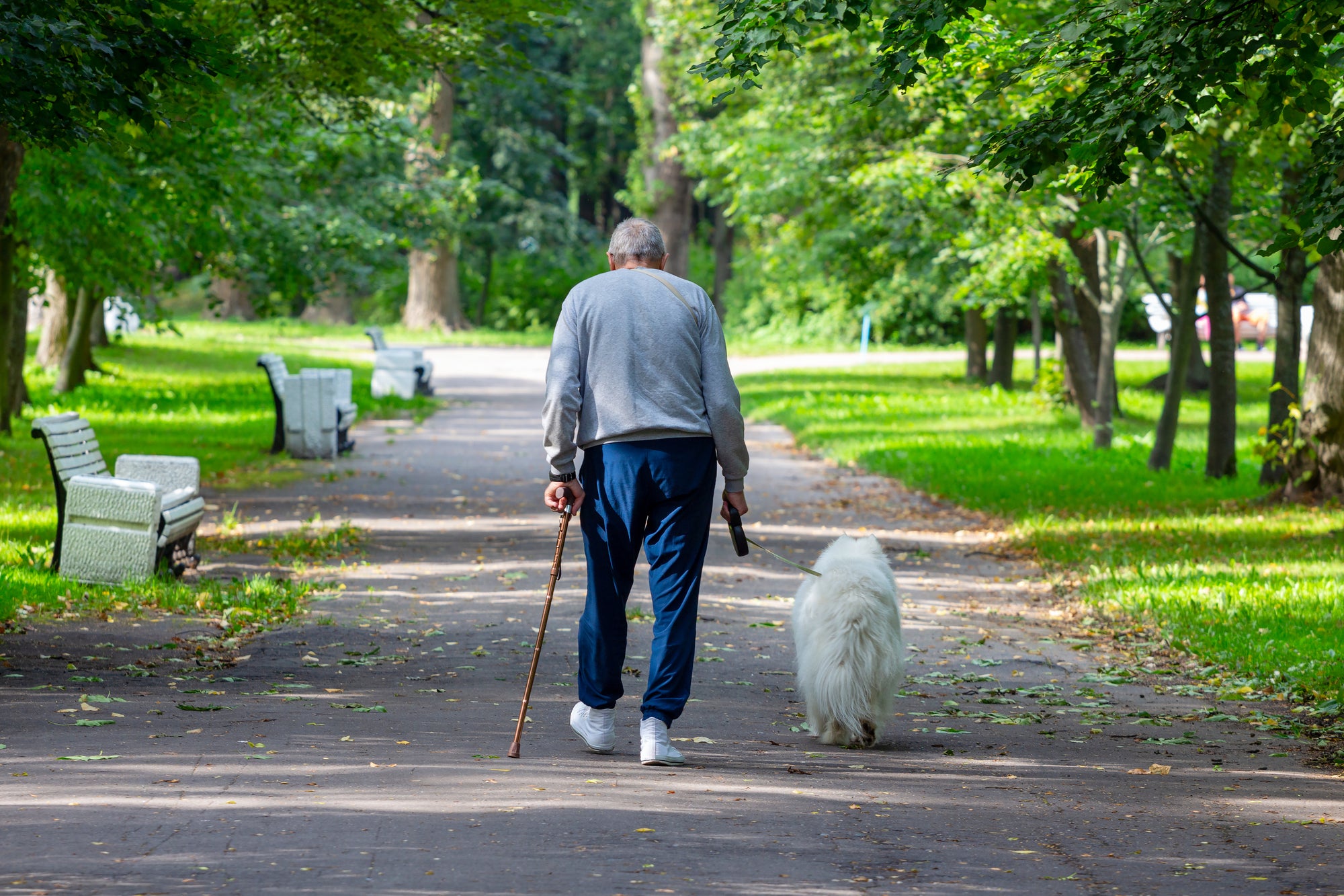 An elderly man walking a dog on a path in a park.