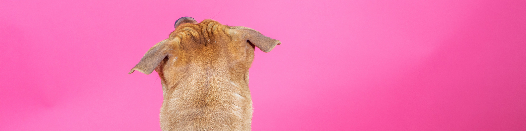 A dog sitting with its back to the camera, looking up against a bright pink background. The dog has short tan fur and floppy ears. The image is focused on the back of the dog's head and neck.