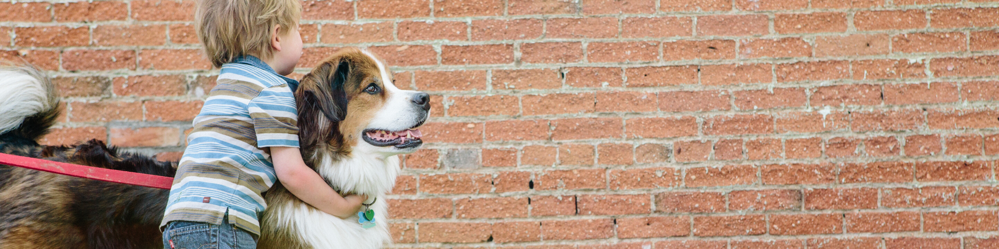 A young child wearing a striped shirt and jeans hugs a large St. Bernard dog on a red leash. They are standing in front of a brick wall, with the dog's tongue out and child‚Äôs face partially visible, looking joyful.