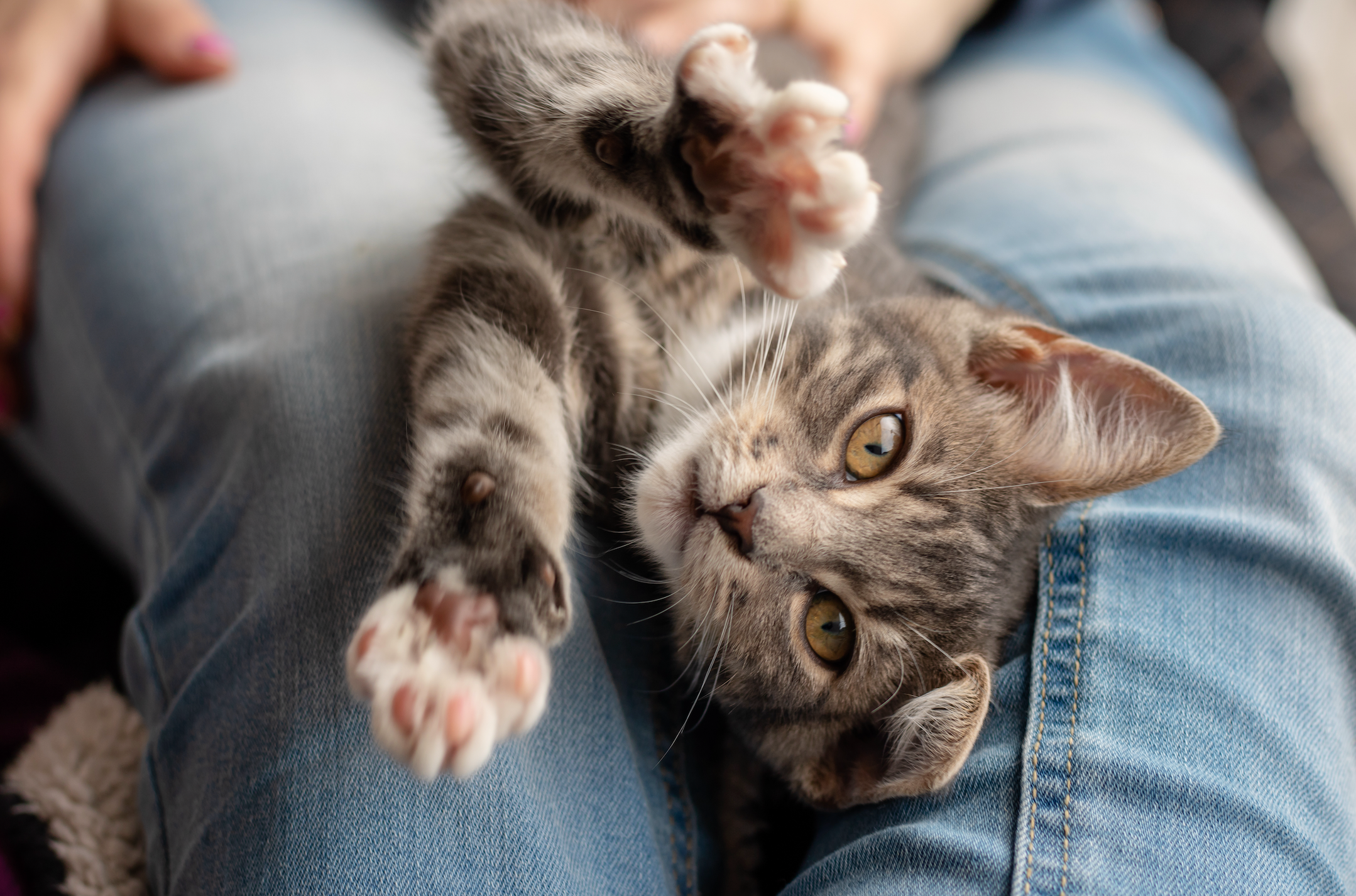 A cat lying on someone's legs, close-up of an eye, and a blurry cat paw.